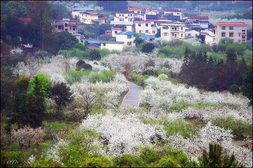 【春天,广西桂林灌阳县向您发出邀请!】我们在灌阳看梨花 - 游山玩水 - 鹤岗生活社区 - 鹤岗28生活网 hegang.28life.com