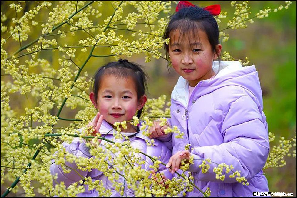 【春天,广西桂林灌阳县向您发出邀请!】米珠山前有片山苍子花在飘香 - 游山玩水 - 鹤岗生活社区 - 鹤岗28生活网 hegang.28life.com