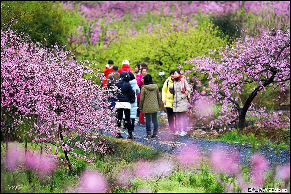 【春天,广西桂林灌阳县向您发出邀请!】官庄村有个醉美的桃花园 - 游山玩水 - 鹤岗生活社区 - 鹤岗28生活网 hegang.28life.com