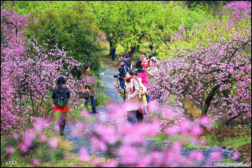 【春天,广西桂林灌阳县向您发出邀请!】官庄村有个醉美的桃花园 - 游山玩水 - 鹤岗生活社区 - 鹤岗28生活网 hegang.28life.com