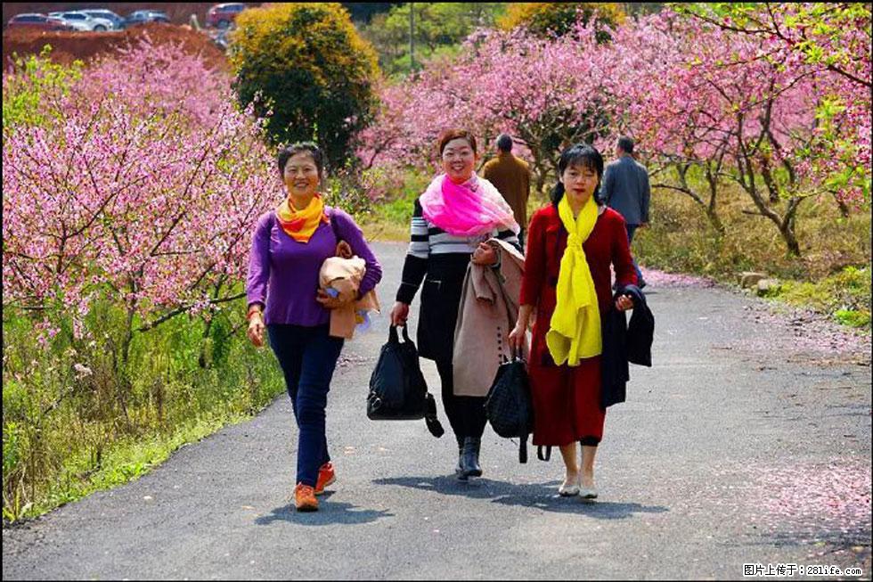 【春天,广西桂林灌阳县向您发出邀请!】官庄村有个醉美的桃花园 - 游山玩水 - 鹤岗生活社区 - 鹤岗28生活网 hegang.28life.com