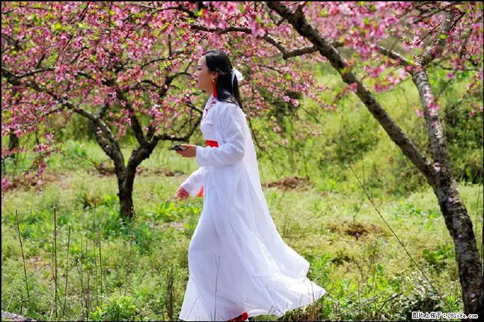 【春天,广西桂林灌阳县向您发出邀请!】官庄村有个醉美的桃花园 - 游山玩水 - 鹤岗生活社区 - 鹤岗28生活网 hegang.28life.com