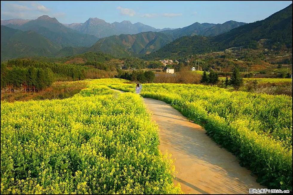 【春天,广西桂林灌阳县向您发出邀请!】长坪村油菜盛情花开 - 游山玩水 - 鹤岗生活社区 - 鹤岗28生活网 hegang.28life.com