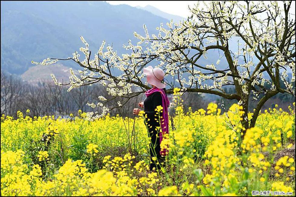 【春天,广西桂林灌阳县向您发出邀请!】长坪村油菜盛情花开 - 游山玩水 - 鹤岗生活社区 - 鹤岗28生活网 hegang.28life.com