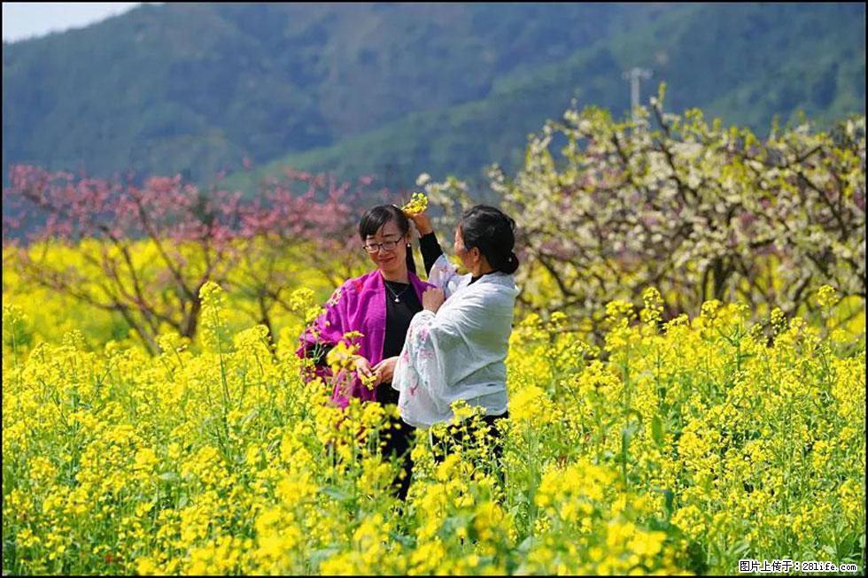 【春天,广西桂林灌阳县向您发出邀请!】长坪村油菜盛情花开 - 游山玩水 - 鹤岗生活社区 - 鹤岗28生活网 hegang.28life.com