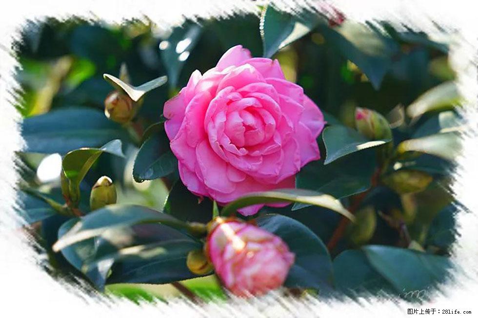 【春天,广西桂林灌阳县向您发出邀请!】杨柳井茶花惹人爱 - 游山玩水 - 鹤岗生活社区 - 鹤岗28生活网 hegang.28life.com