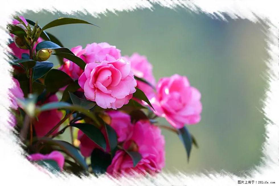 【春天,广西桂林灌阳县向您发出邀请!】杨柳井茶花惹人爱 - 游山玩水 - 鹤岗生活社区 - 鹤岗28生活网 hegang.28life.com