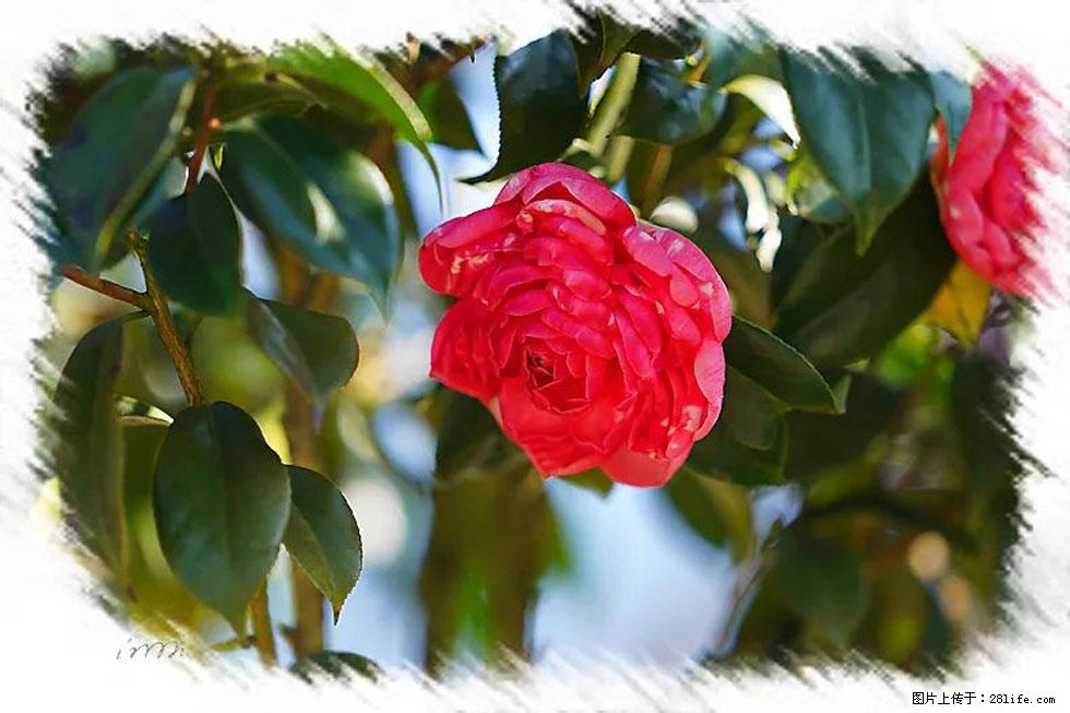 【春天,广西桂林灌阳县向您发出邀请!】杨柳井茶花惹人爱 - 游山玩水 - 鹤岗生活社区 - 鹤岗28生活网 hegang.28life.com