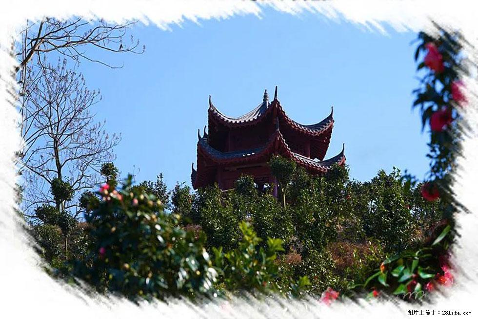 【春天,广西桂林灌阳县向您发出邀请!】杨柳井茶花惹人爱 - 游山玩水 - 鹤岗生活社区 - 鹤岗28生活网 hegang.28life.com