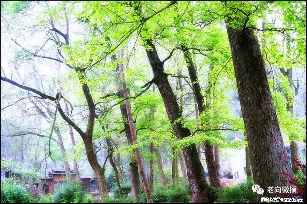 【春天,广西桂林灌阳县向您发出邀请!】在小龙村与春天约会 - 游山玩水 - 鹤岗生活社区 - 鹤岗28生活网 hegang.28life.com