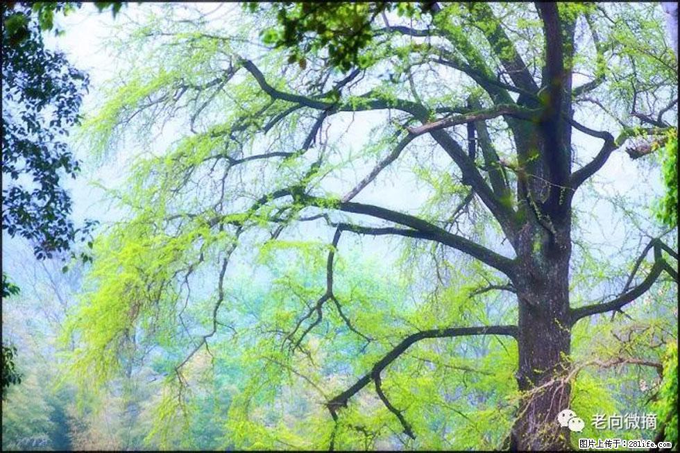 【春天,广西桂林灌阳县向您发出邀请!】在小龙村与春天约会 - 游山玩水 - 鹤岗生活社区 - 鹤岗28生活网 hegang.28life.com