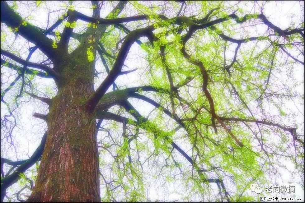 【春天,广西桂林灌阳县向您发出邀请!】在小龙村与春天约会 - 游山玩水 - 鹤岗生活社区 - 鹤岗28生活网 hegang.28life.com
