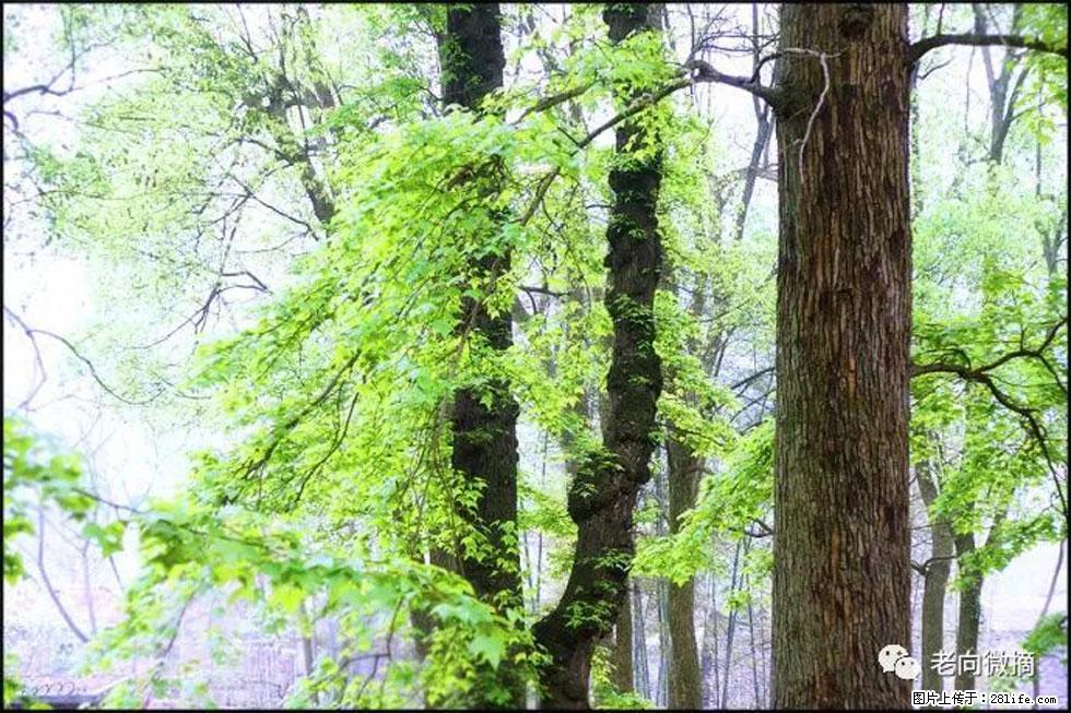 【春天,广西桂林灌阳县向您发出邀请!】在小龙村与春天约会 - 游山玩水 - 鹤岗生活社区 - 鹤岗28生活网 hegang.28life.com