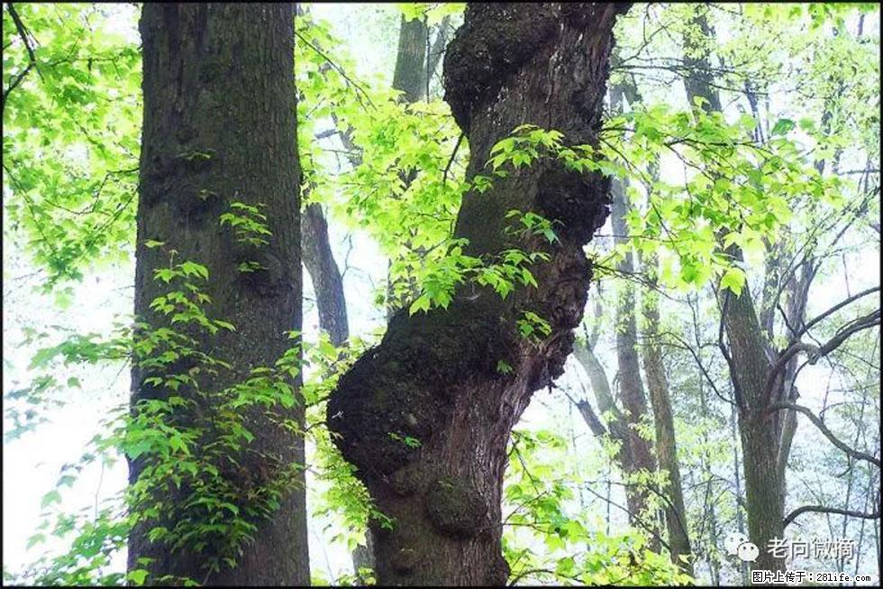 【春天,广西桂林灌阳县向您发出邀请!】在小龙村与春天约会 - 游山玩水 - 鹤岗生活社区 - 鹤岗28生活网 hegang.28life.com