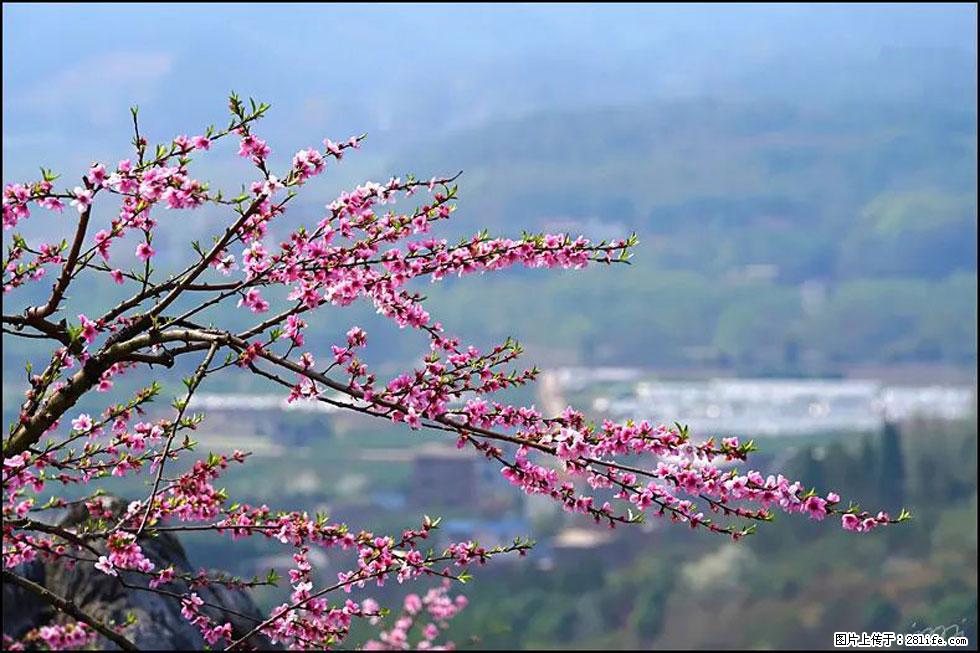 【春天,广西桂林灌阳县向您发出邀请!】望月岭上桃花开 - 游山玩水 - 鹤岗生活社区 - 鹤岗28生活网 hegang.28life.com