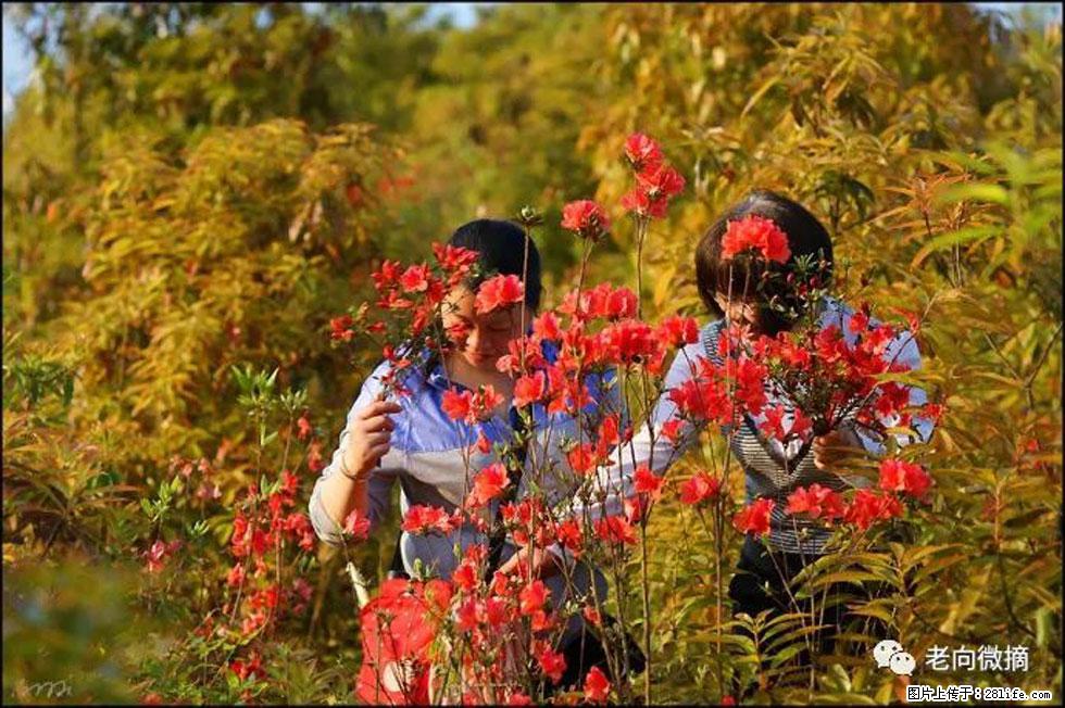 【春天,广西桂林灌阳县向您发出邀请!】登麒麟山,相约映山红 - 游山玩水 - 鹤岗生活社区 - 鹤岗28生活网 hegang.28life.com