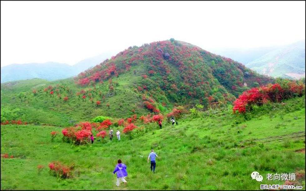 【春天,广西桂林灌阳县向您发出邀请!】宝盖山上映山红 - 游山玩水 - 鹤岗生活社区 - 鹤岗28生活网 hegang.28life.com