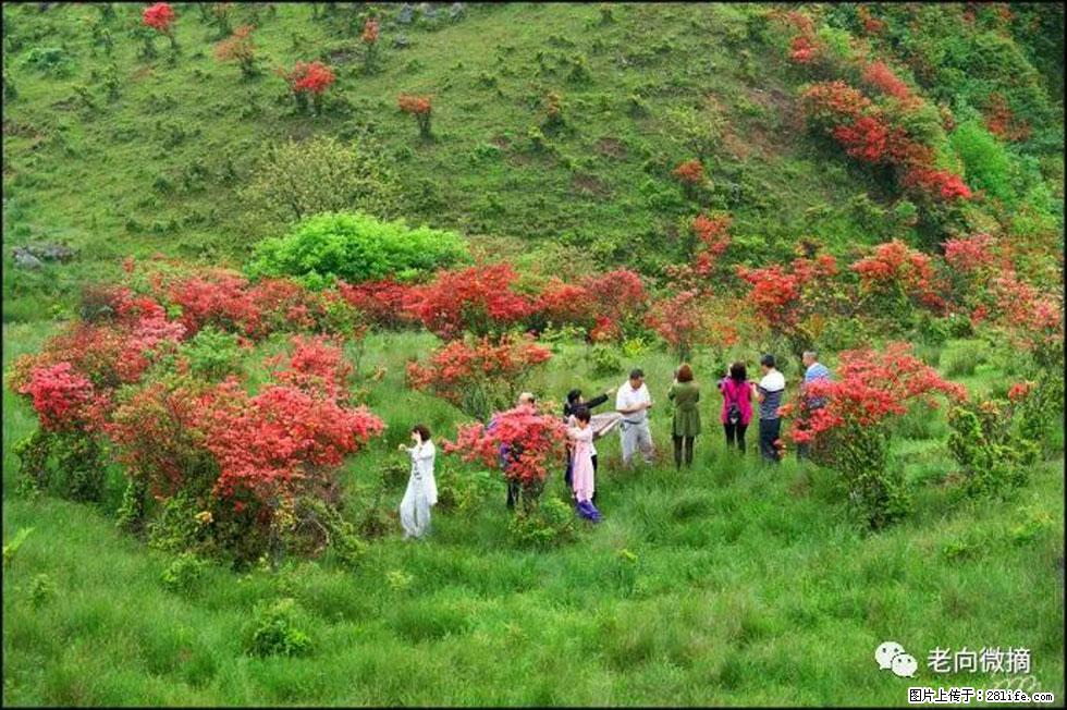 【春天,广西桂林灌阳县向您发出邀请!】宝盖山上映山红 - 游山玩水 - 鹤岗生活社区 - 鹤岗28生活网 hegang.28life.com