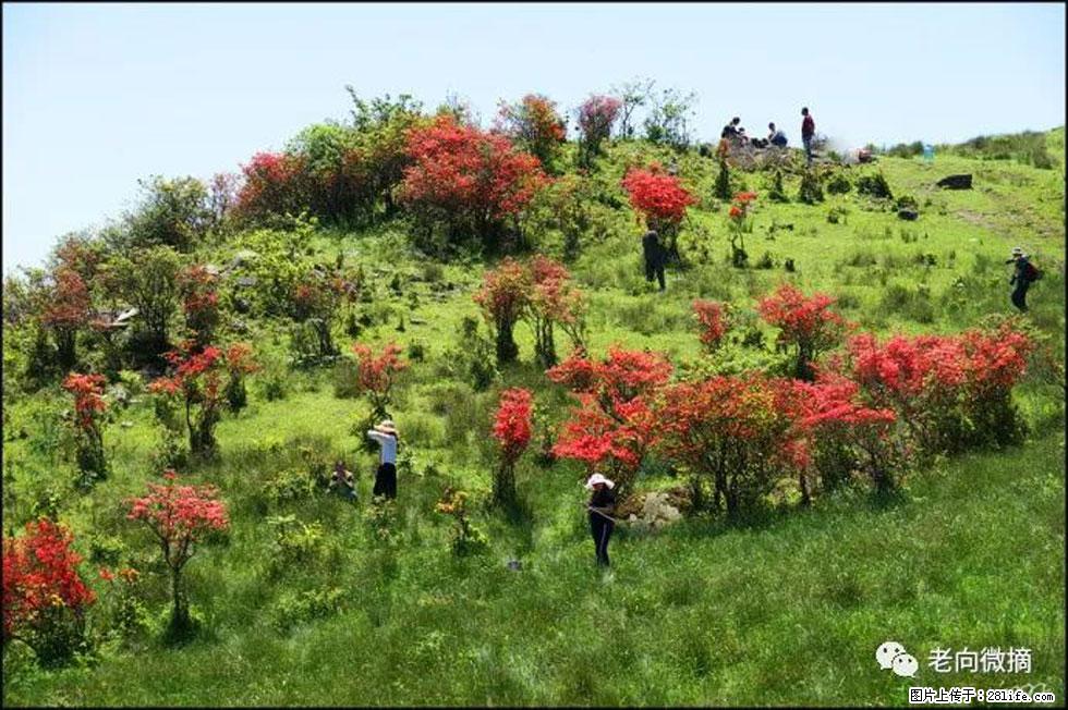 【春天,广西桂林灌阳县向您发出邀请!】宝盖山上映山红 - 游山玩水 - 鹤岗生活社区 - 鹤岗28生活网 hegang.28life.com
