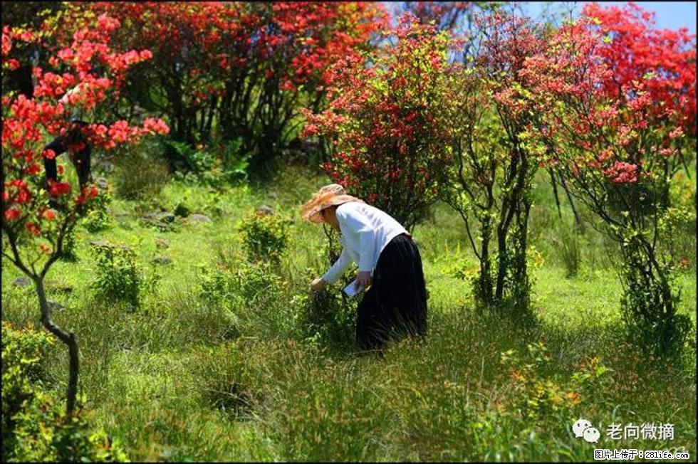【春天,广西桂林灌阳县向您发出邀请!】宝盖山上映山红 - 游山玩水 - 鹤岗生活社区 - 鹤岗28生活网 hegang.28life.com