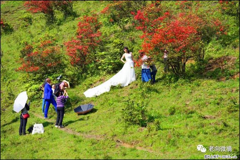 【春天,广西桂林灌阳县向您发出邀请!】宝盖山上映山红 - 游山玩水 - 鹤岗生活社区 - 鹤岗28生活网 hegang.28life.com