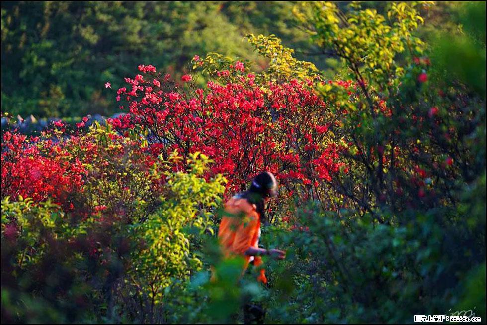 【春天,广西桂林灌阳县向您发出邀请!】春木界上映山红 - 游山玩水 - 鹤岗生活社区 - 鹤岗28生活网 hegang.28life.com