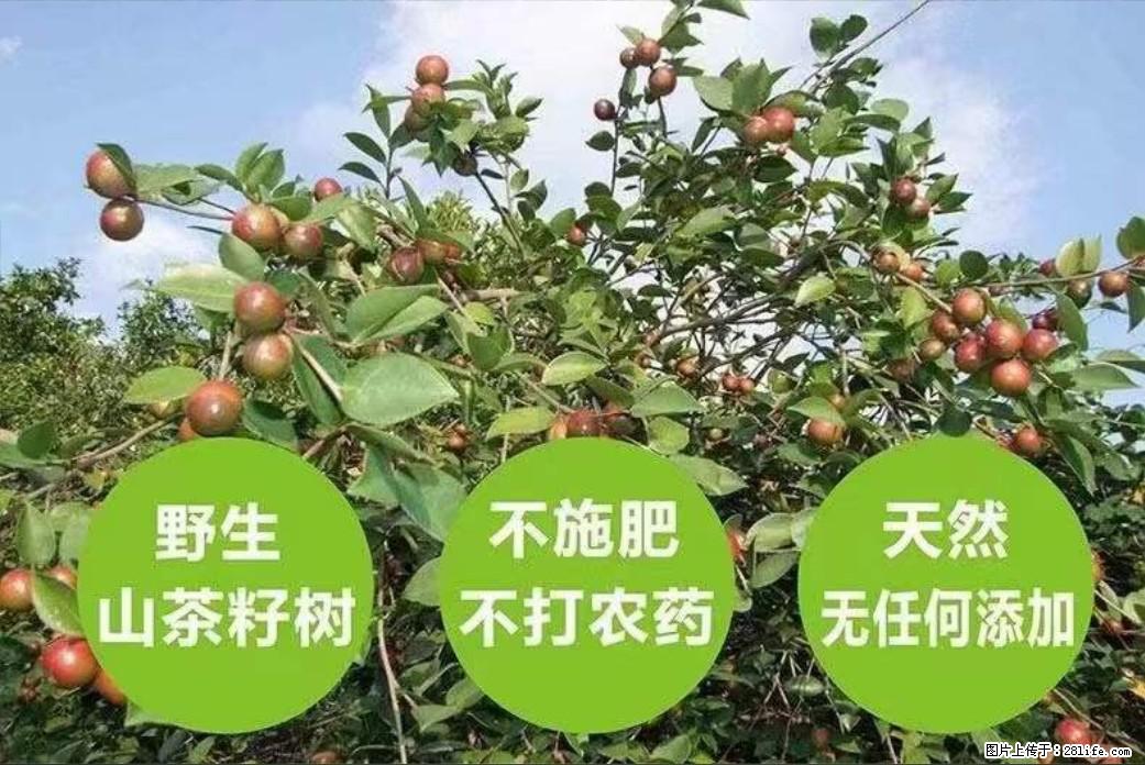 【灌阳县油茶产业示范区】一个有着充实的精神生活的人,对待身外之物自会有一种淡泊的态度 - 土特产 - 饮食特产 - 鹤岗分类信息 - 鹤岗28生活网 hegang.28life.com