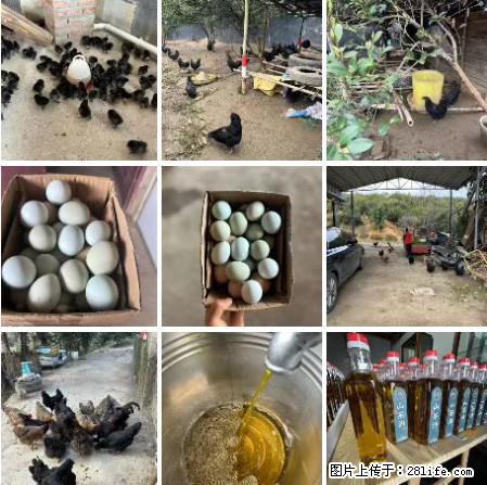 油茶园从小鸡仔开始养起的纯土鸡、土鸡蛋可以预定啦!还有前几天刚榨的纯山茶油哦 - 美食天地 - 鹤岗生活社区 - 鹤岗28生活网 hegang.28life.com