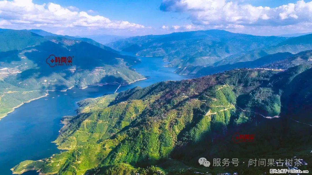 时间果百年古树龙珠普洱生茶 - 购物交流 - 鹤岗生活社区 - 鹤岗28生活网 hegang.28life.com