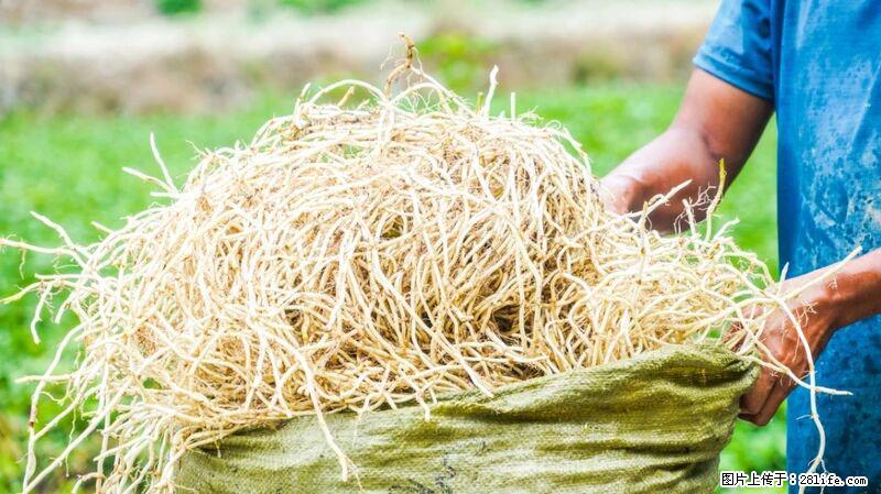 堪称“最难吃”的蔬菜,却是 “抗辐射神器”,还能护肺、清热、止咳化痰! - 鹤岗生活资讯 - 鹤岗28生活网 hegang.28life.com