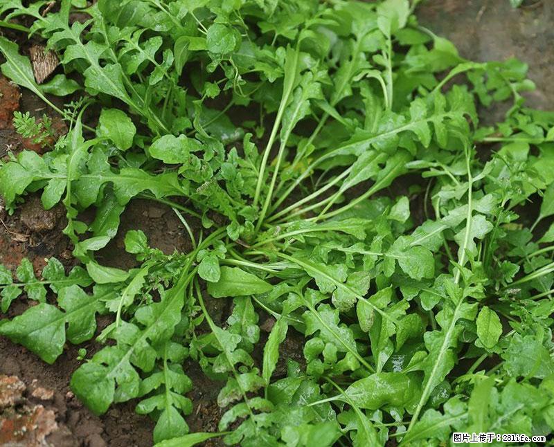 这些蔬菜是“天然钙片”，这6种被医生重点推荐 - 鹤岗生活资讯 - 鹤岗28生活网 hegang.28life.com