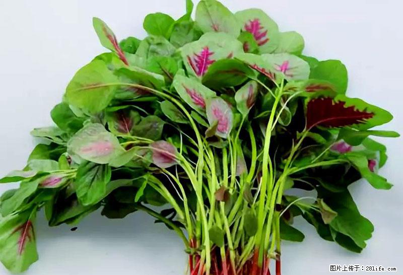 这些蔬菜是“天然钙片”，这6种被医生重点推荐 - 鹤岗生活资讯 - 鹤岗28生活网 hegang.28life.com