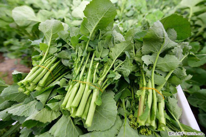 这些蔬菜是“天然钙片”，这6种被医生重点推荐 - 鹤岗生活资讯 - 鹤岗28生活网 hegang.28life.com